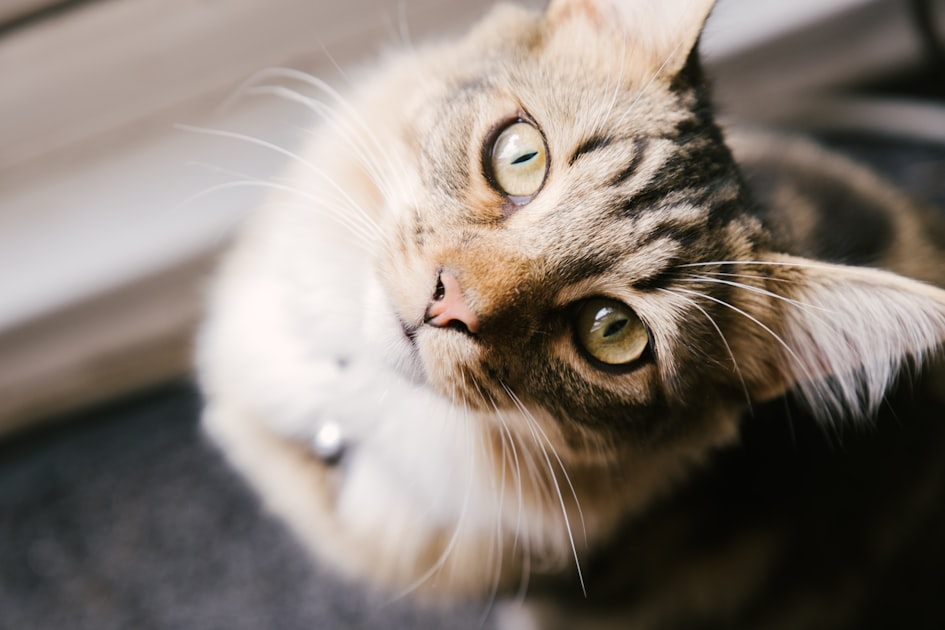 Understanding Cat Behavior: A Guide for Owners