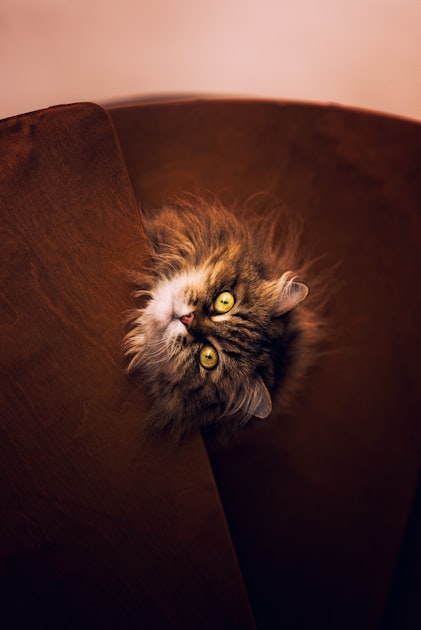 Top 10 Cat Breeds for Families