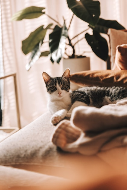 The Importance of Cat Nutrition