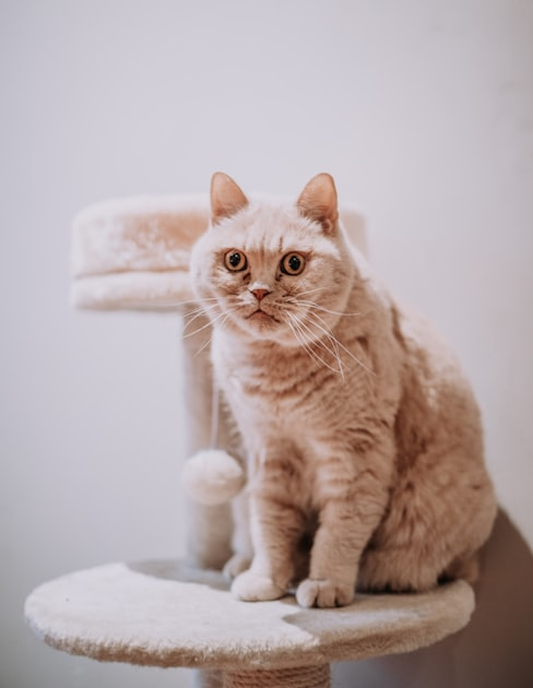 Cat Grooming: Tips for a Healthy Coat