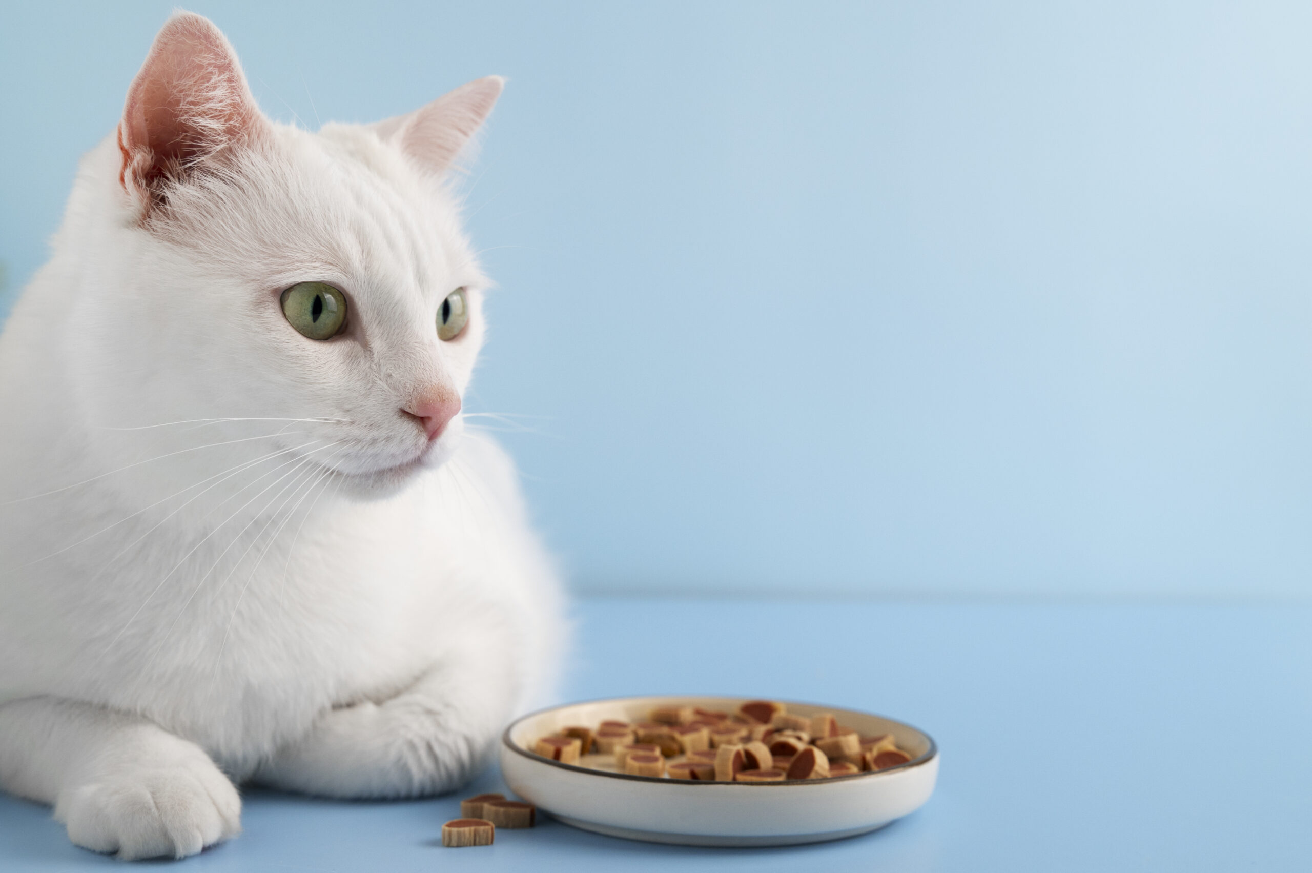 How to Choose the Right Cat Food