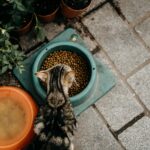 The Complete Guide to the Best Cat Food