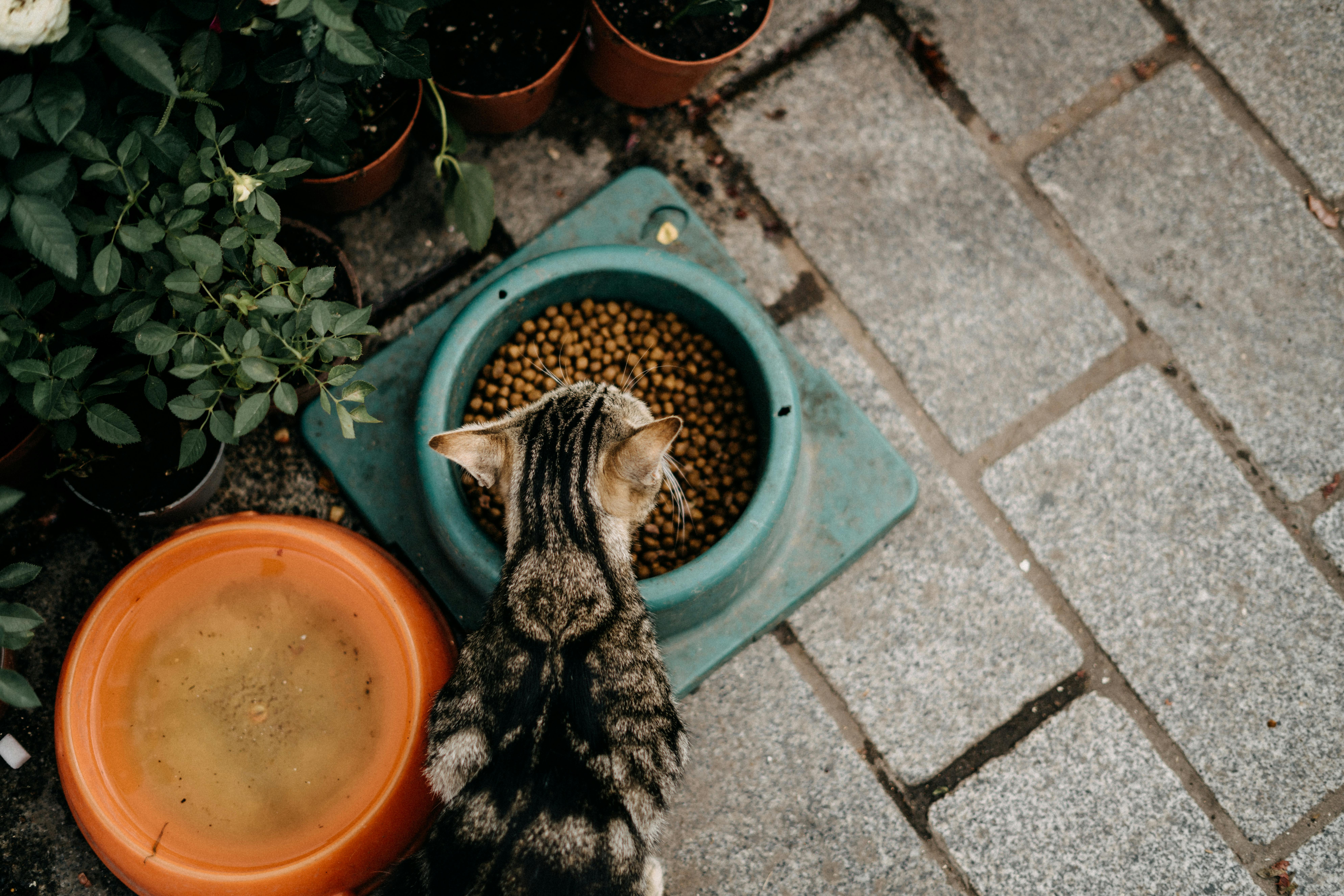 The Complete Guide to the Best Cat Food
