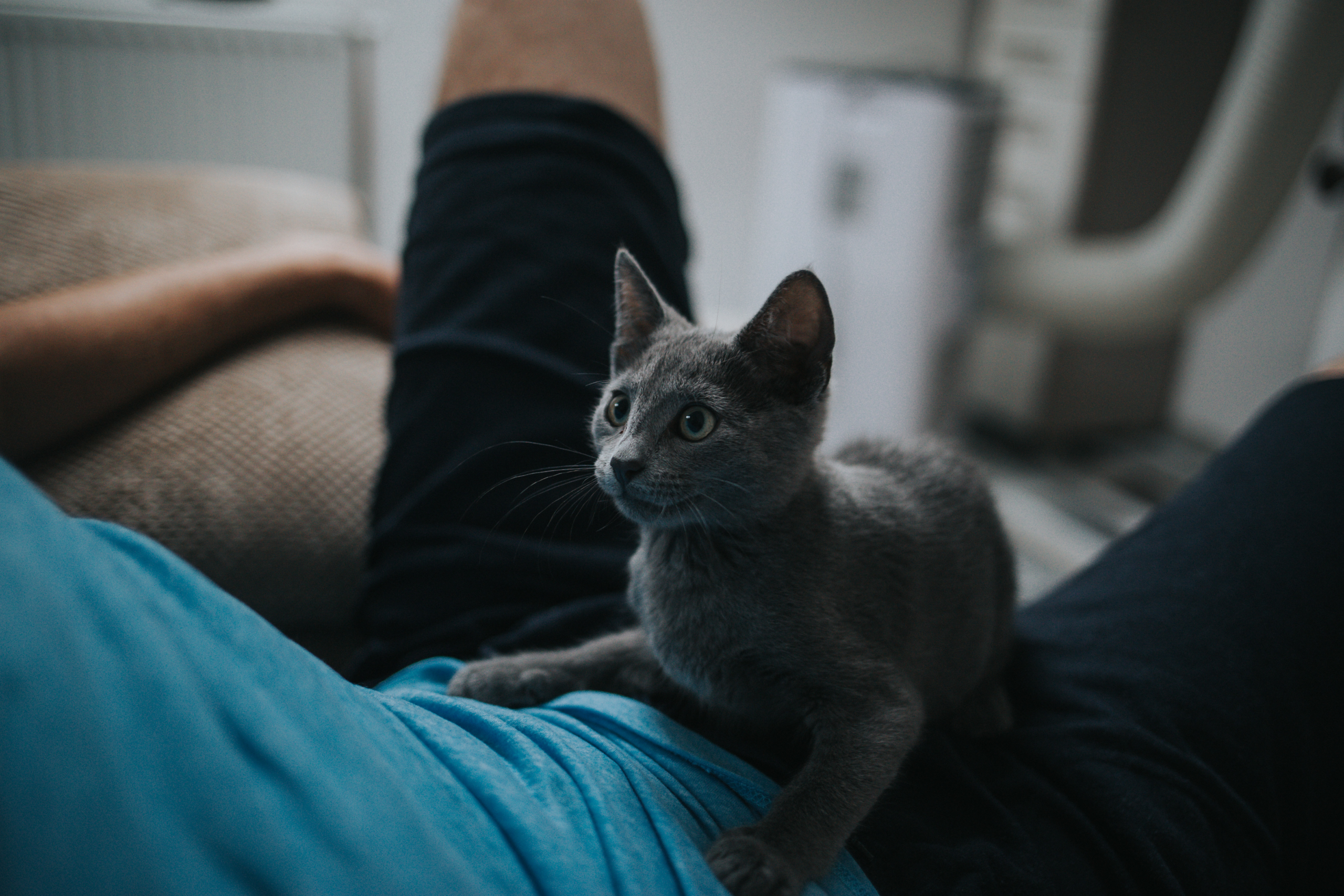 Common Cat Health Problems and How to Spot Them Early