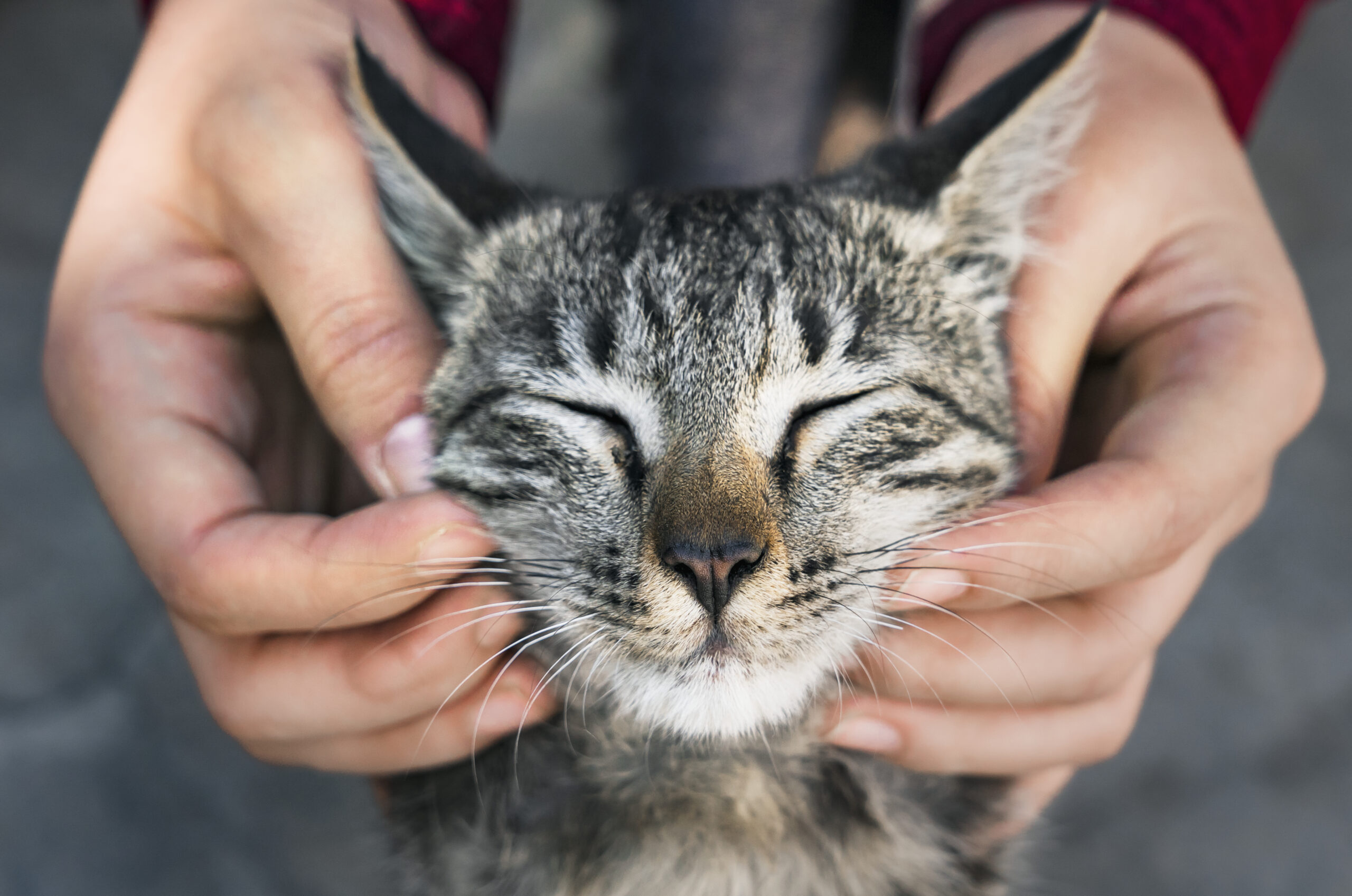 Understanding Cat Body Language: What Is Your Cat Trying to Tell You?